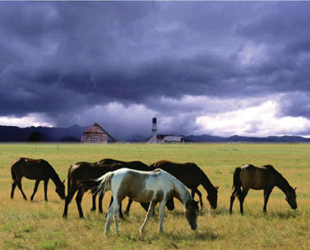How to Protect Your Horses in Bad Weather