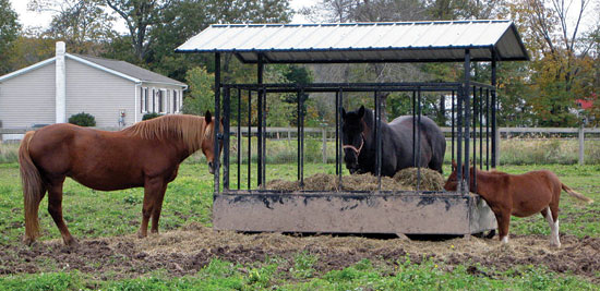 What Puts a Horse Rescue in Need of Rescue?