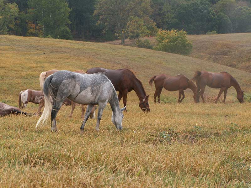 Horses carrying the Equine Herpesvirus