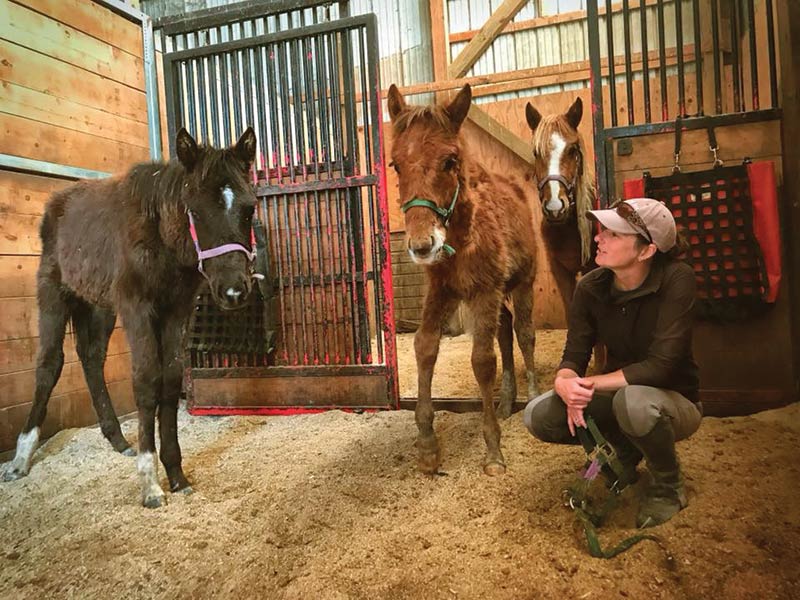 Rescued foals recover at Days End Farm Horse Rescue