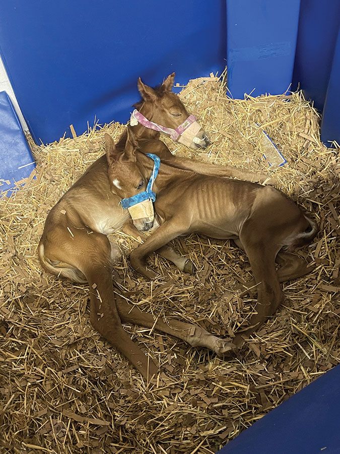 Twin Foals at New Bolton Center